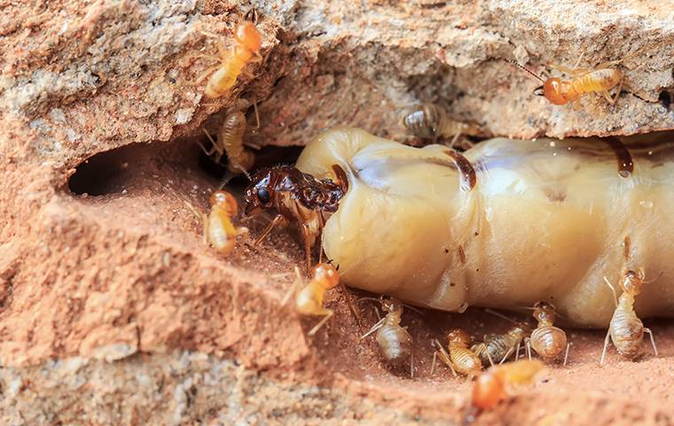 Seasonal Pest Activity in Colorado and What Homeowners Should Expect