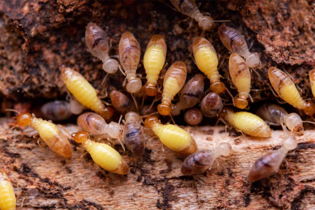 How Often Should You Get Pest Control in Colorado?
