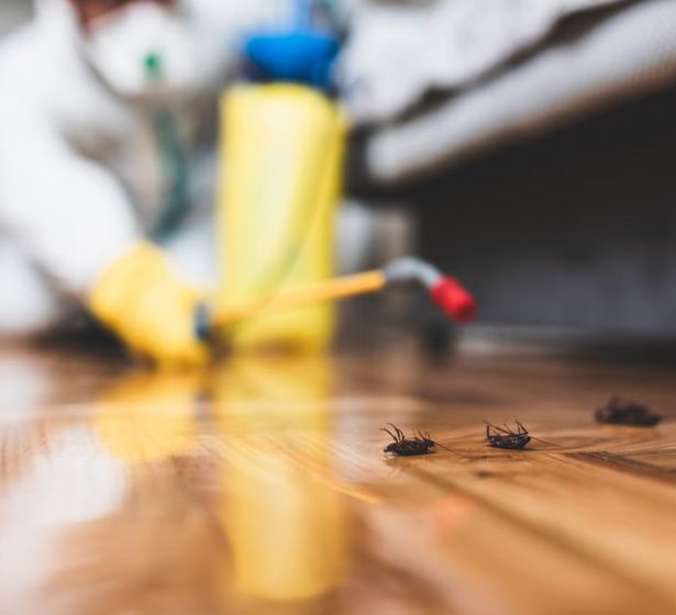 Pest-control-taking-care-of-a-pest-problem